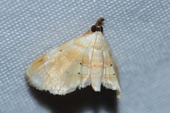 Trichophysetis