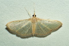 Lamprophaia