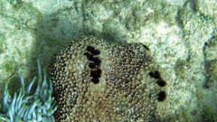Ircinia felix