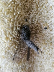 Proctarrelabis capensis