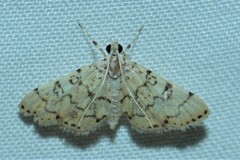 Nacoleia moninalis