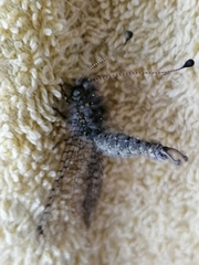 Proctarrelabis capensis