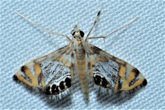 Nymphicula
