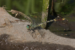 Arigomphus villosipes