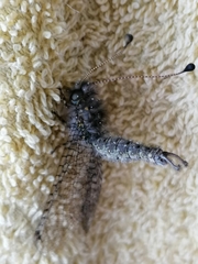 Proctarrelabis capensis