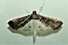 Orphnophanes eucerusalis