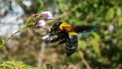 Xylocopa calens