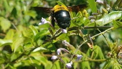 Xylocopa calens