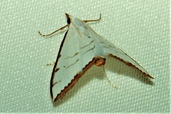 Ramila