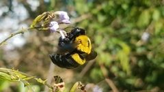 Xylocopa calens