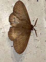 Phyllalia