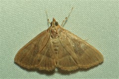 Spinosuncus