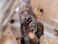 Pseudomogrus bactrianus