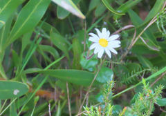 Felicia erigeroides