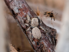 Pseudomogrus bactrianus