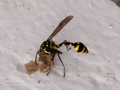Phimenes flavopictus flavopictus