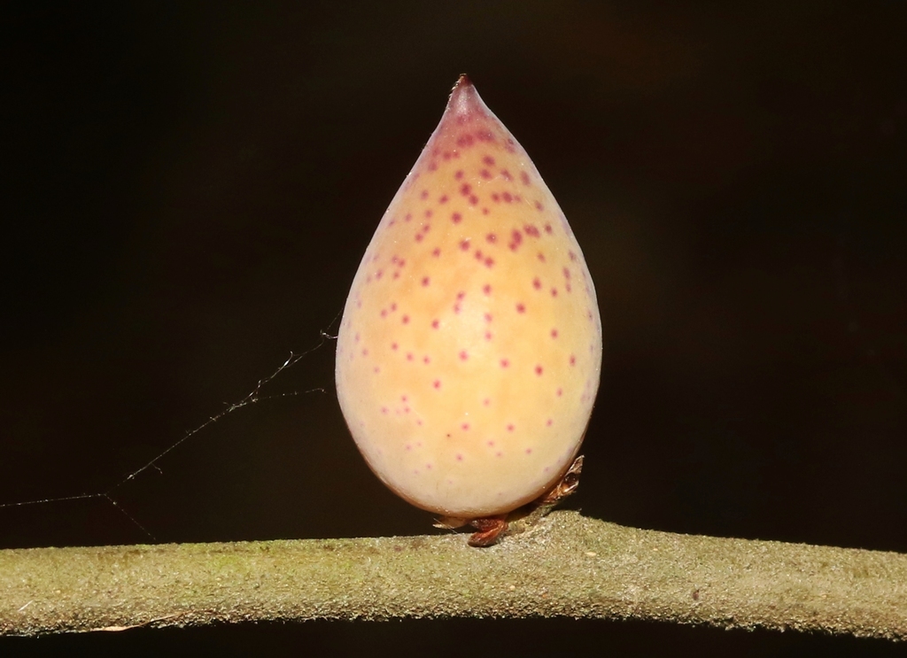 Fusiform Oak Apple Gall Wasp