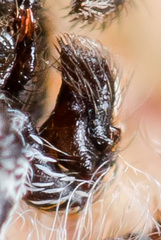 Pseudomogrus bactrianus