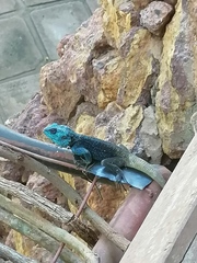 Acanthocercus ugandaensis