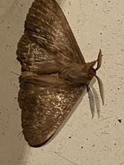 Phyllalia