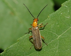 Rhagonycha nigrohumeralis