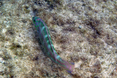 Halichoeres bivittatus