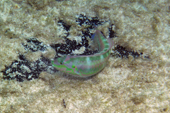 Halichoeres bivittatus