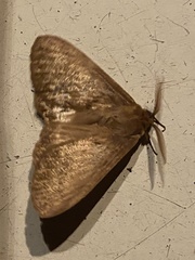 Phyllalia