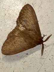 Phyllalia