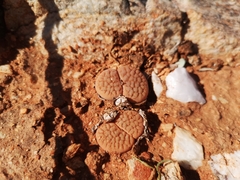 Lithops hookeri