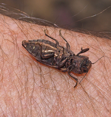 Nascio