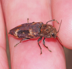 Nascio