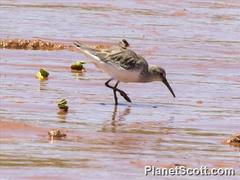 Calidris ferruginea