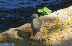 Burhinus senegalensis