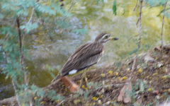 Burhinus senegalensis