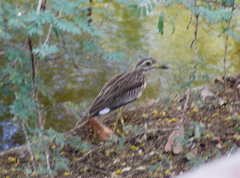 Burhinus senegalensis
