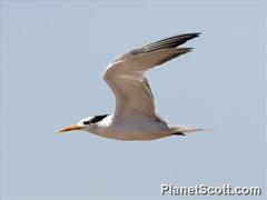 Thalasseus bengalensis