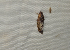 Cryptophlebia peltastica