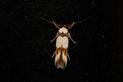 Stathmopoda mannophora