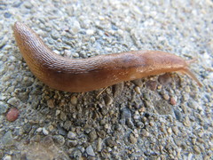 Limacoidea