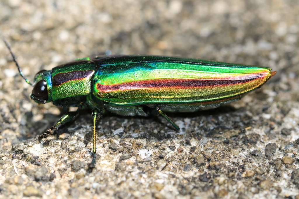 Japanese Jewel Beetle (Chrysochroa fulgidissima) · iNaturalist