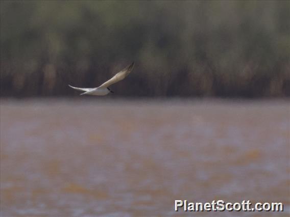 Saunders's Tern from Mahajanga on November 22, 2017 by Scott Bowers