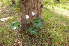 Cyclamen persicum