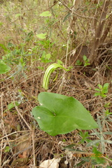 Arisarum vulgare