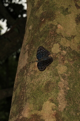 Dichorragia nesimachus formosanus