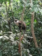 Cercopithecus ascanius schmidti