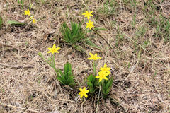 Hypoxis villosa