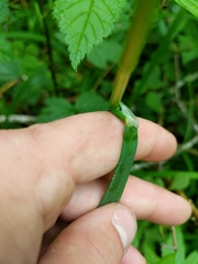 Pleuropogon refractus