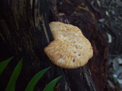 Polyporus mcmurphyi
