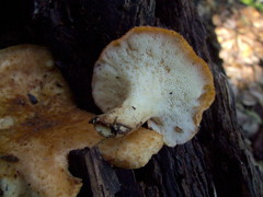 Polyporus mcmurphyi